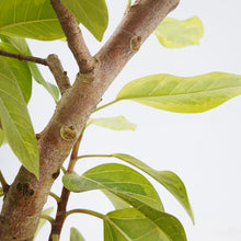 画像をギャラリービューアに読み込む, 【一点物】フィカス・アルテシーマ 10号 高さ約160cm No.76 ※注意事項あり