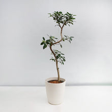 画像をギャラリービューアに読み込む, 【一点物】フランスゴム(まがり) 8号 沖縄の観葉植物 高さ約140cm No.523
