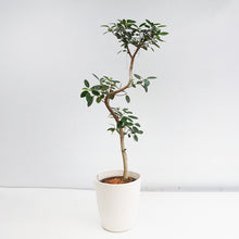 画像をギャラリービューアに読み込む, 【一点物】フランスゴム(まがり) 8号 沖縄の観葉植物 高さ約140cm No.523
