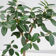 画像をギャラリービューアに読み込む, 【一点物】フランスゴム(まがり) 8号 沖縄の観葉植物 高さ約140cm No.523