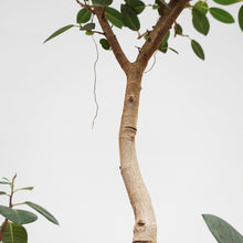 画像をギャラリービューアに読み込む, 【一点物】フランスゴム(まがり) 8号 沖縄の観葉植物 高さ約140cm No.523