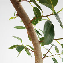 画像をギャラリービューアに読み込む, 【一点物】フランスゴム(まがり) 8号 沖縄の観葉植物 高さ約140cm No.523