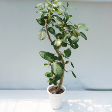 画像をギャラリービューアに読み込む, 【一点物】フィカス・ベンガレンシス 10号 高さ約170cm 沖縄観葉 No.206