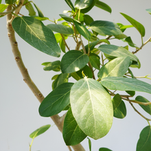 画像をギャラリービューアに読み込む, 【一点物】フィカス・ベンガレンシス 10号 高さ約170cm 沖縄観葉 No.206