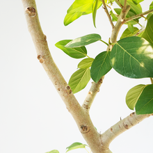 画像をギャラリービューアに読み込む, 【一点物】フィカス・ベンガレンシス 10号 高さ約170cm 沖縄観葉 No.206