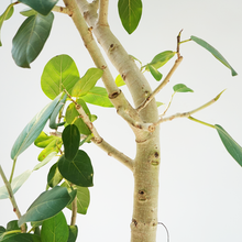 画像をギャラリービューアに読み込む, 【一点物】フィカス・ベンガレンシス 10号 高さ約170cm 沖縄観葉 No.206