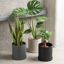 画像をギャラリービューアに読み込む, サンスベリア 5号 リサイクルポットセット【SHEL'TTER GREENのおしゃれな植木鉢でお届け】