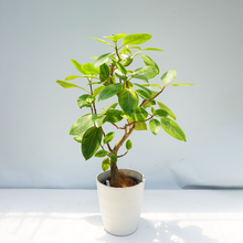 画像をギャラリービューアに読み込む, 【一点物】フィカス・アルテシーマ 8号 沖縄の観葉植物 高さ約110cm No.124a
