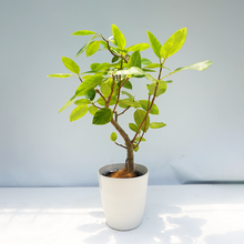 画像をギャラリービューアに読み込む, 【一点物】フィカス・アルテシーマ 8号 沖縄の観葉植物 高さ約110cm No.124a