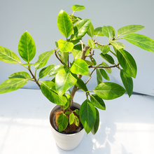 画像をギャラリービューアに読み込む, 【一点物】フィカス・アルテシーマ 8号 沖縄の観葉植物 高さ約110cm No.124a