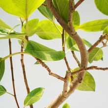 画像をギャラリービューアに読み込む, 【一点物】フィカス・アルテシーマ 8号 沖縄の観葉植物 高さ約110cm No.124a