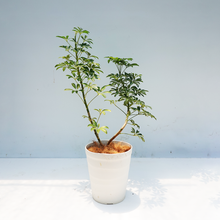 画像をギャラリービューアに読み込む, 【一点物】カポック(シェフレラ) 7号 沖縄の観葉植物 高さ約80~90cm No.84