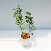 画像をギャラリービューアに読み込む, 【一点物】カポック(シェフレラ) 7号 沖縄の観葉植物 高さ約80~90cm No.84