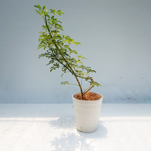 画像をギャラリービューアに読み込む, 【一点物】カポック(シェフレラ) 7号 沖縄の観葉植物 高さ約80~90cm No.84