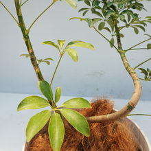 画像をギャラリービューアに読み込む, 【一点物】カポック(シェフレラ) 7号 沖縄の観葉植物 高さ約80~90cm No.84