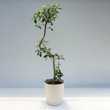 画像をギャラリービューアに読み込む, 【一点物】フランスゴムの木(まがり) 8号 沖縄の観葉植物 高さ約160cm No.588