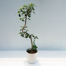 画像をギャラリービューアに読み込む, 【一点物】フランスゴムの木(まがり) 8号 沖縄の観葉植物 高さ約160cm No.588