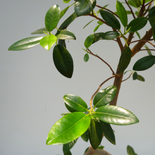 画像をギャラリービューアに読み込む, 【一点物】フランスゴムの木(まがり) 8号 沖縄の観葉植物 高さ約160cm No.588