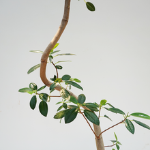 画像をギャラリービューアに読み込む, 【一点物】フランスゴムの木(まがり) 8号 沖縄の観葉植物 高さ約160cm No.588
