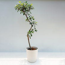 画像をギャラリービューアに読み込む, 【一点物】フランスゴムの木 まがり 8号 沖縄の観葉植物 高さ約160cm No.587