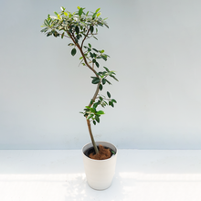 画像をギャラリービューアに読み込む, 【一点物】フランスゴムの木 まがり 8号 沖縄の観葉植物 高さ約160cm No.587