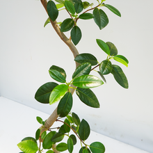 画像をギャラリービューアに読み込む, 【一点物】フランスゴムの木 まがり 8号 沖縄の観葉植物 高さ約160cm No.587
