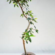 画像をギャラリービューアに読み込む, 【一点物】フランスゴムの木 まがり 8号 沖縄の観葉植物 高さ約160cm No.587