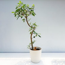 画像をギャラリービューアに読み込む, 【一点物】フランスゴムの木 まがり 8号 沖縄の観葉植物 高さ約160cm No.585