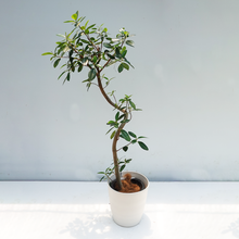 画像をギャラリービューアに読み込む, 【一点物】フランスゴムの木 まがり 8号 沖縄の観葉植物 高さ約160cm No.585