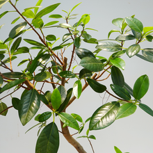 画像をギャラリービューアに読み込む, 【一点物】フランスゴムの木 まがり 8号 沖縄の観葉植物 高さ約160cm No.585