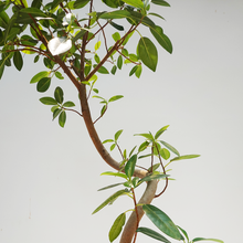 画像をギャラリービューアに読み込む, 【一点物】フランスゴムの木 まがり 8号 沖縄の観葉植物 高さ約160cm No.585