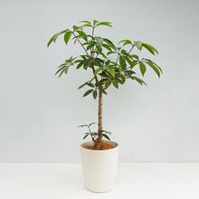 画像をギャラリービューアに読み込む, 【一点物】ツピタンサス 8号 沖縄の観葉植物 高さ約100cm No.521