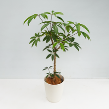 画像をギャラリービューアに読み込む, 【一点物】ツピタンサス 8号 沖縄の観葉植物 高さ約100cm No.521