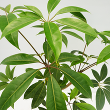 画像をギャラリービューアに読み込む, 【一点物】ツピタンサス 8号 沖縄の観葉植物 高さ約100cm No.521
