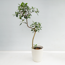 画像をギャラリービューアに読み込む, 【一点物】フランスゴムの木 (まがり) 8号 沖縄の観葉植物 高さ約160cm No.529