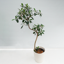 画像をギャラリービューアに読み込む, 【一点物】フランスゴムの木 (まがり) 8号 沖縄の観葉植物 高さ約160cm No.529