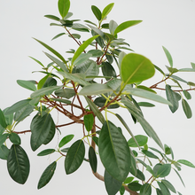 画像をギャラリービューアに読み込む, 【一点物】フランスゴムの木 (まがり) 8号 沖縄の観葉植物 高さ約160cm No.529