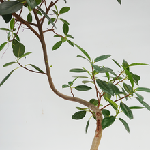 画像をギャラリービューアに読み込む, 【一点物】フランスゴムの木 (まがり) 8号 沖縄の観葉植物 高さ約160cm No.529