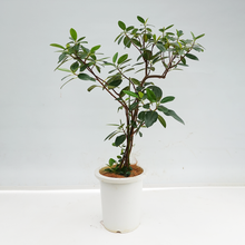 画像をギャラリービューアに読み込む, 【一点物】フランスゴム(寄植え) 8号 沖縄の観葉植物 高さ約120cm No.F6