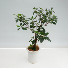 画像をギャラリービューアに読み込む, 【一点物】フランスゴム(寄植え) 8号 沖縄の観葉植物 高さ約120cm No.F6