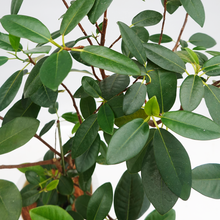 画像をギャラリービューアに読み込む, 【一点物】フランスゴム(寄植え) 8号 沖縄の観葉植物 高さ約120cm No.F6