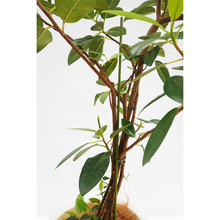 画像をギャラリービューアに読み込む, 【一点物】フランスゴム(寄植え) 8号 沖縄の観葉植物 高さ約120cm No.F6
