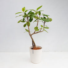 画像をギャラリービューアに読み込む, 【一点物】フィカス・アルテシーマ 8号 沖縄観葉 高さ 約110cm No.127
