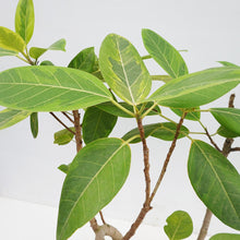 画像をギャラリービューアに読み込む, 【一点物】フィカス・アルテシーマ 8号 沖縄観葉 高さ 約110cm No.127