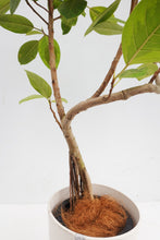 画像をギャラリービューアに読み込む, 【一点物】フィカス・アルテシーマ 8号 沖縄観葉 高さ 約110cm No.127