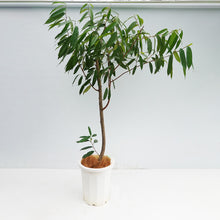 画像をギャラリービューアに読み込む, ※訳あり※【一点物】フィカス・アムステルダムキング 10号 高さ 約165cm No.103 沖縄観葉