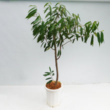 画像をギャラリービューアに読み込む, ※訳あり※【一点物】フィカス・アムステルダムキング 10号 高さ 約165cm No.103 沖縄観葉