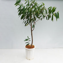 画像をギャラリービューアに読み込む, ※訳あり※【一点物】フィカス・アムステルダムキング 10号 高さ 約165cm No.103 沖縄観葉