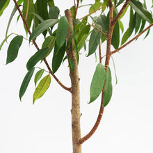 画像をギャラリービューアに読み込む, ※訳あり※【一点物】フィカス・アムステルダムキング 10号 高さ 約165cm No.103 沖縄観葉