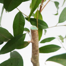 画像をギャラリービューアに読み込む, ※訳あり※【一点物】フィカス・アムステルダムキング 10号 高さ 約165cm No.103 沖縄観葉